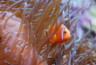 Poisson clown © Déodat Manchon