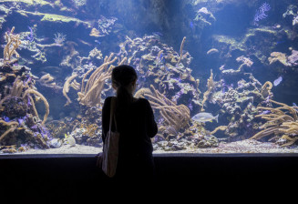 Aquarium © Anne Volery