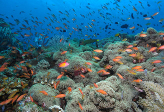 Amed vue sous marine Amphiprion clarckii 