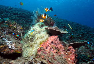 Vue sous marine banc d'Anthias