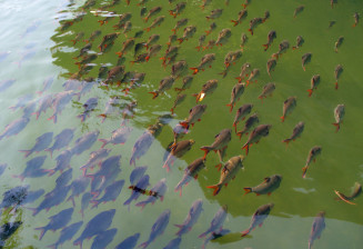 Fleuve Barbus swanfeldi nageant a la surface dans la riviere Kwai 