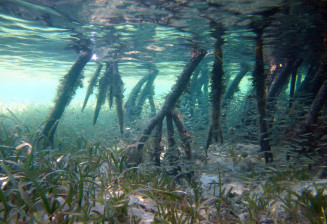 Underwater view of the marine part of the mangrove, with mangrove roots, refuge areas for small fish
