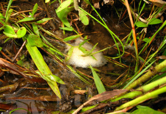 Bubble nest of Betta imbellis in a flooded meadow