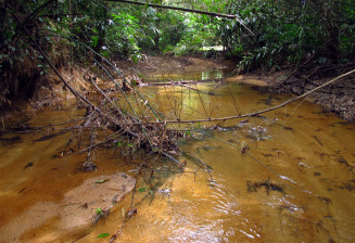 Rivière forestière dans l'est de la Thailande 