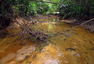 Rivière forestière dans l'est de la Thailande