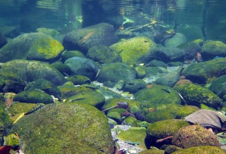 Sous la surface d'un petit torrent avec des gobies