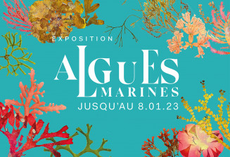 Affiche de l'exposition Algues marines