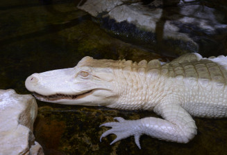 Alligator du Mississippi albinos