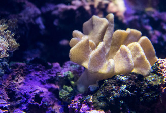 photo d'un corail