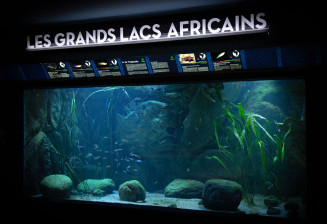 bac_tanganyika-aquarium_tropical