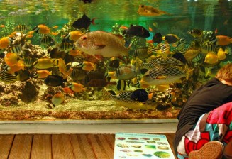 Le Petit Congrès des Espèces Migratrices