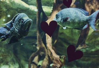 Une autre Saint-Valentin 2025