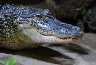 Alligator du Mississippi