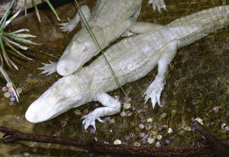 Alligators albinos Laury et Dundy