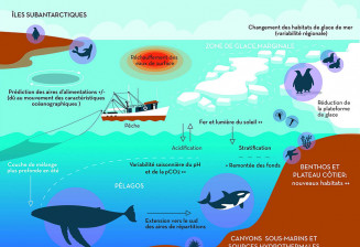 Processus majeurs du changement global dans l'océan Austral