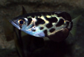 Toxotes sp © Fréderic Fasquel