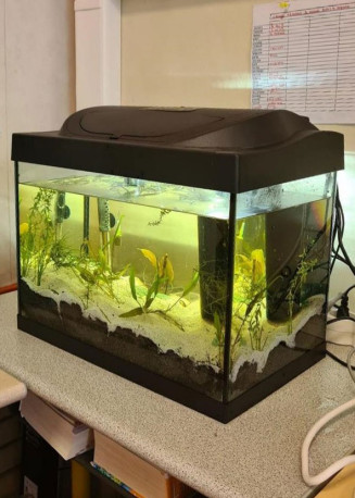 Un aquarium en classe