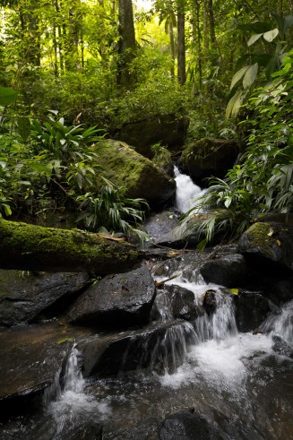 Photographie d'une crique en Guyane 