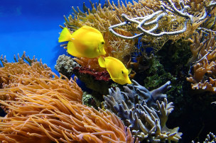 Biodiversité coraux
