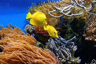 Biodiversité coraux