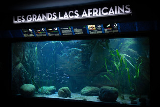 bac_tanganyika-aquarium_tropical