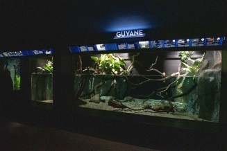 Espace consacré à la Guyane à l'Aquarium tropical 