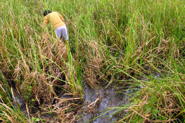 Flood plain in Thailand