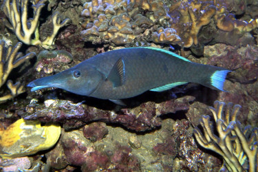 Gomphosus caeruleus mâle adulte non dominant