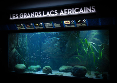 bac_tanganyika-aquarium_tropical