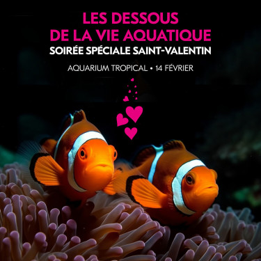 La St-Valentin à l'Aquarium