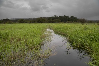 Photo d'un marais en Guyane