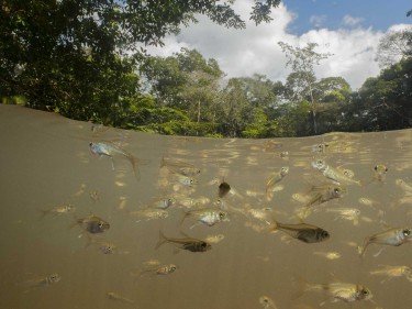 Photographies de poissons en Guyane