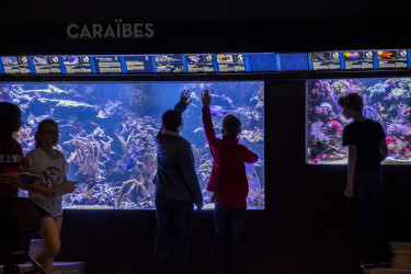 Visite scolaire à l'Aquarium