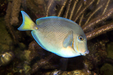 Acanthurus caeruleus sub adulte : la queue est encore jaune © Fréderic Fasquel.jpg