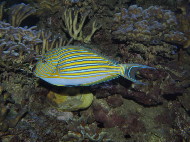 Acanthurus lineatus avec la couleur bleue sous le ventre