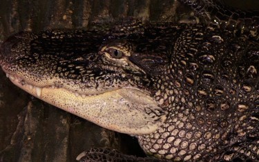 alligators Mississippi