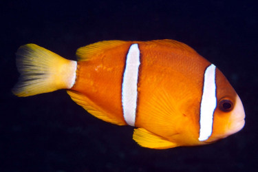 amphiprion_clarkii_male_forme_orange_taille6cm_photo_ff.jpg