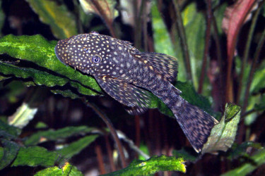 Ancistrus sp brun jeune femelle © Fréderic Fasquel