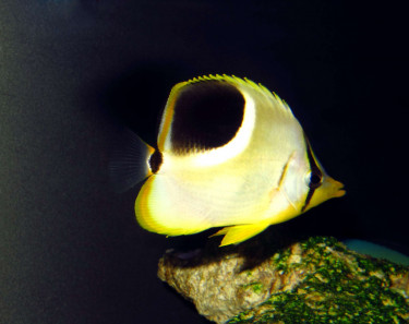 chaetodon_ephippium_juvenile_photo_ff_.jpg