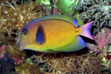 Ctenochaetus hawaiiensis en livrée juvenile © Fréderic Fasquel
