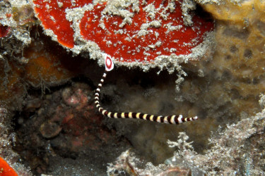 Doryrhamphus dactylophiorus juvénile de 5 cm en bord de plage dans 2 m de profondeur à Lembeh © Frédéric Fasquel.jpg