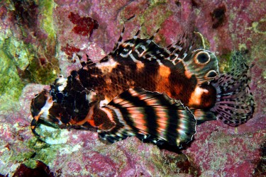 Dendrochirus biocellatus © Fréderic Fasquel