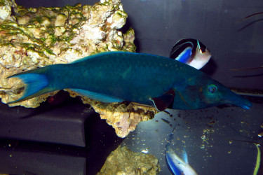 Gomphosus caeruleus adulte male