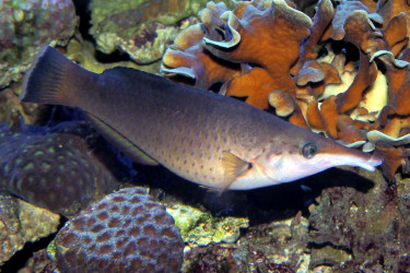 Gomphosus caeruleus femelle