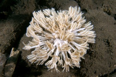 Heteroxenia © Frédéric Fasquel