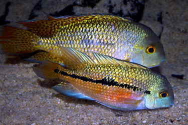 Hypsophrys nicaraguensis couple adulte avec la femelle devant © Frédéric Fasquel