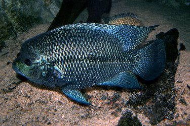 Kronoheros umbriferus male en couleur de frai © Frédéric Fasquel
