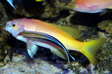 Labroides dimidiatus en recherche de parasites sur les branchies de cet Anthias © Frédéric Fasquel