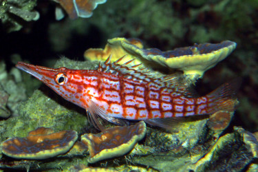 Oxycirrhites typus © Fréderic Fasquel
