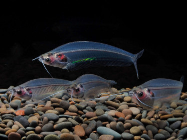 Parailia pellucida © Fréderic Fasquel